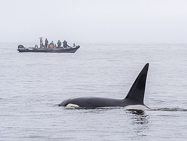 A pod of transient killer whales (Orcinus orca), near a whale watching boat in Monterey Bay Marine Sanctuary, California, United States of America, North America