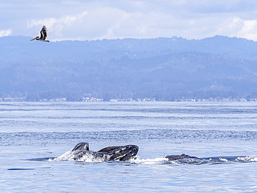 A pair of adult humpback whales (Megaptera novaeangliae), surface lunge feeding in Monterey Bay Marine Sanctuary, California, United States of America, North America