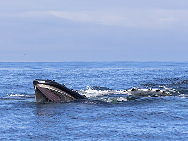 An adult humpback whale (Megaptera novaeangliae), surface lunge feeding in Monterey Bay Marine Sanctuary, California, United States of America, North America