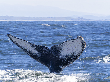 An adult humpback whale (Megaptera novaeangliae), flukes up dive in Monterey Bay Marine Sanctuary, California, United States of America, North America