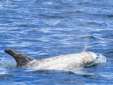 Adult Risso's dolphins (Grampus griseus), surfacing near shore in Monterey Bay Marine Sanctuary, California, United States of America, North America