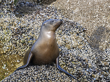 California sea lion (Zalophus californianus), hauled out in Monterey Bay National Marine Sanctuary, California, United States of America, North America