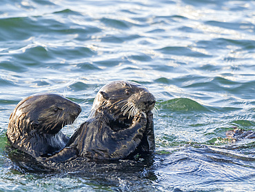 Mother and pup sea otter (Enhydra lutris), together in Monterey Bay National Marine Sanctuary, California, United States of America, North America