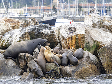 California sea lions (Zalophus californianus), hauled out in Monterey Bay National Marine Sanctuary, California, United States of America, North America