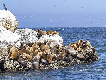 California sea lions (Zalophus californianus), hauled out in Monterey Bay National Marine Sanctuary, California, United States of America, North America