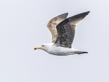 Juvenile California gull (Larus californicus), in flight in Monterey Bay Marine Sanctuary, Monterey, California, United States of America, North America