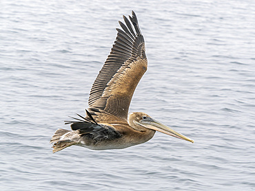 Juvenile brown pelican (Pelecanus occidentalis), in flight in Monterey Bay Marine Sanctuary, Monterey, California, United States of America, North America