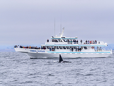 Commercial whale watching boat Goddess Fantasy operating in Monterey Bay Marine Sanctuary, California, United States of America, North America