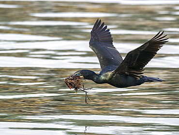 Adult Brandt's cormorant (Urile penicillatus), in flight with nesting material in Monterey Bay Marine Sanctuary, California, United States of America, North America