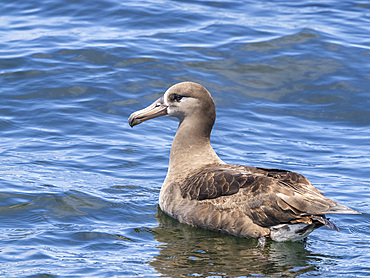 Adult black-footed albatross (Phoebastria nigripes), on the water in Monterey Bay Marine Sanctuary, Monterey, California, United States of America, North America