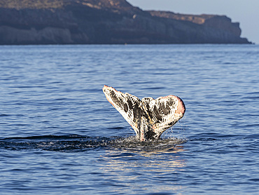 Adult humpback whale (Megaptera novaeangliae), with killer whale rake marks, Los Islotes, Baja California Sur, Mexico, North America