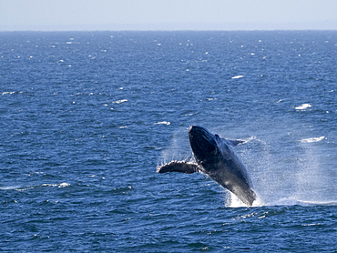 Adult humpback whale (Megaptera novaeangliae), breaching off San Jose del Cabo, Baja California Sur, Mexico, North America