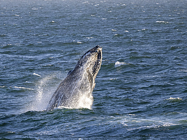 Adult humpback whale (Megaptera novaeangliae), breaching off San Jose del Cabo, Baja California Sur, Mexico, North America