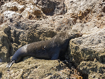 Adult male Guadalupe fur seal (Arctocephalus townsendi), hauled out, Isla San Pedro Martir, Baja California, Mexico, North America