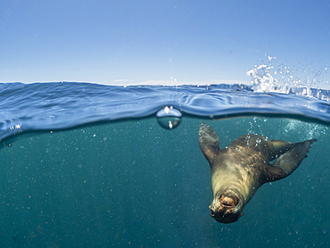 California sea lion (Zalophus californianus), underwater at Isla San Pedro Martir, Baja California, Mexico, North America