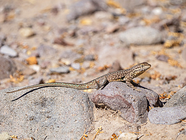 Common side-blotched lizard (Uta stansburiana), basking in the sun, Isla San Esteban, Baja California, Mexico, North America