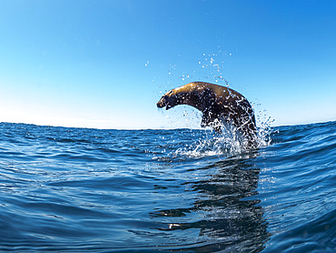 Excited California sea lion (Zalophus californianus), leaping from the water, Isla San Pedro Martir, Baja California, Mexico, North America