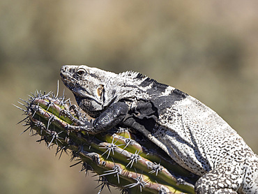 Adult spiny-tailed iguana (Ctenosaura conspicuosa), on cactus, Isla San Esteban, Baja California, Mexico, North America