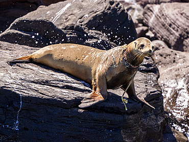 Adult female California sea lion (Zalophus californianus), with net around her neck, Baja California, Mexico, North America