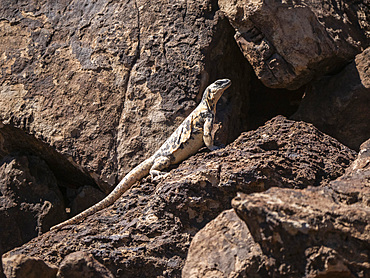 Adult San Esteban pinto chuckwalla (Sauromalus varius), basking in the sun, Isla San Esteban, Baja California, Mexico, North America