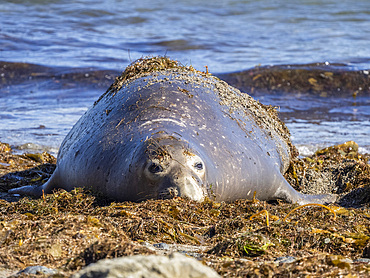 Adult northern elephant seal (Mirounga angustirostris), Benito del Oeste Island, Baja California, Mexico, North America