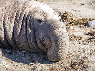 Adult bull northern elephant seal (Mirounga angustirostris), Benito del Oeste Island, Baja California, Mexico, North America