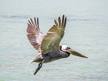 Adult brown pelican (Pelecanus occidentalis), in flight in Concepcion Bay, Baja California, Mexico, North America