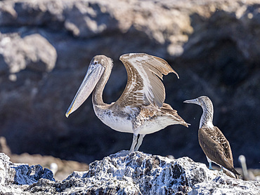 Juvenile brown pelican (Pelecanus occidentalis), sunbathing on Isla Ildefonso, Baja California, Mexico, North America