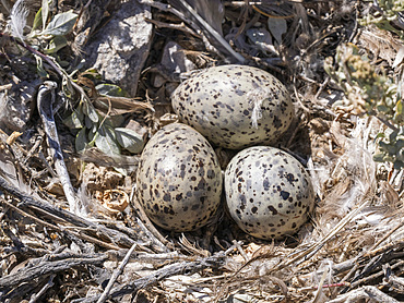 Heermann's gull (Larus heermanni), egg clutch detail at breeding colony on Isla Rasa, Baja California, Mexico, North America