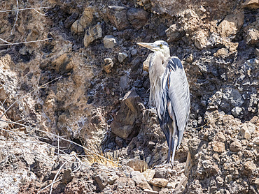 Adult great blue heron (Ardea herodias), basking in the sun on Isla Ildefonso, Baja California, Mexico, North America