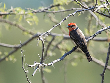 Adult male vermilion flycatcher (Pyrocephalus obscurus), perched, San Jose del Cabo, Baja California Sur, Mexico, North America