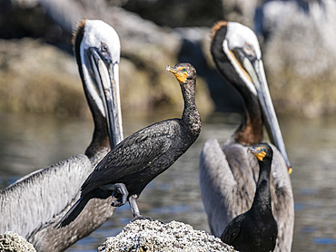 Adult double-crested cormorant (Nannopterum auritum), amongst brown pelicans, Isla Ildefonso, Baja California, Mexico, North America