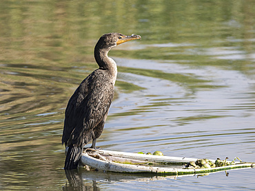 Adult double-crested cormorant (Nannopterum auritum), on palm tree, San Jose del Cabo, Baja California Sur, Mexico, North America