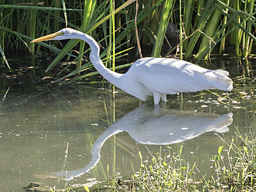 Adult great egret (Ardea alba), stalking prey in a lagoon near San Jose del Cabo, Baja California Sur, Mexico, North America