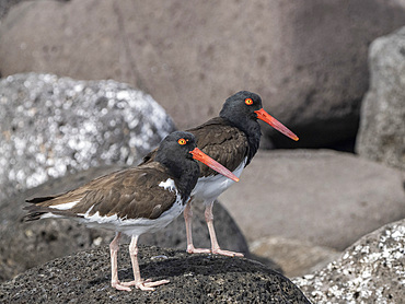 A pair of American oystercatchers (Haematopus palliatus), hunting along the shore, Isla Rasa, Baja California, Mexico, North America