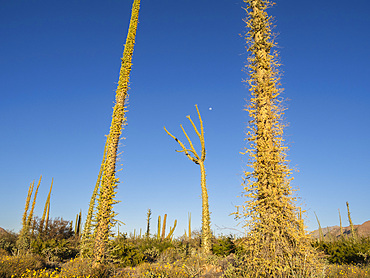 Boojum tree (cirio) (Fouquieria columnaris), in the Sonoran Desert, Bahia de los Angeles, Baja California, Mexico, North America