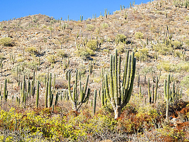 Cardon cactus (Pachycereus pringlei), forest on Isla San Jose, Baja California Sur, Mexico, North America