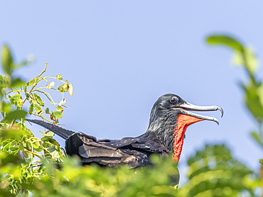 Adult male magnificent frigatebird (Fregata magnificens), on its nest, Iguana Island, Panama, Central America