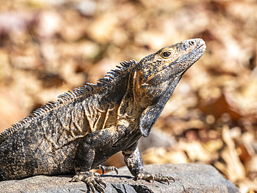 An adult black spiny-tailed iguana (Ctenosaura similis), on the ground on Barro Colorado Island, Panama, Central America