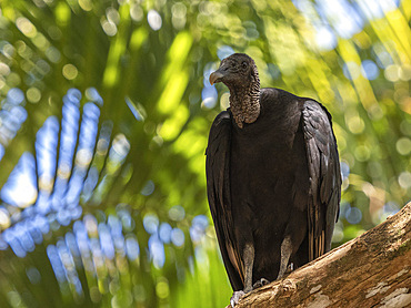 An adult black vulture (Coragyps atratus), perched in a tree on Barro Colorado Island, Panama, Central America