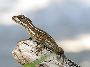 Juvenile common basilisk (Basiliscus basiliscus), on a tree on Coiba Island, Panama, Central America