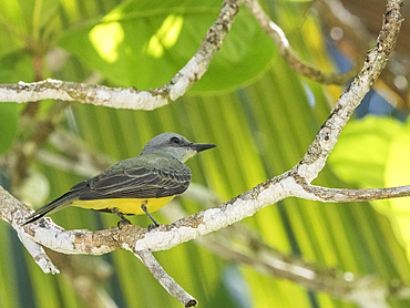 Adult tropical kingbird (Tyrannus melancholicus), perched in a tree on Coiba Island, Panama, Central America