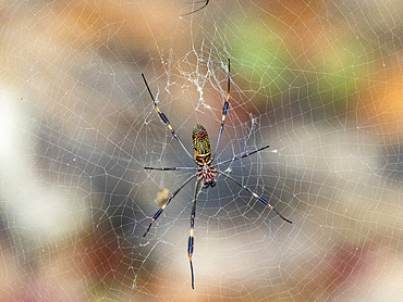 Adult golden silk spider (Trichonephila clavipes), within its web on Coiba Island, Panama, Central America