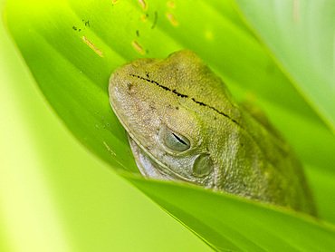 An adult Rosenberg's gladiator treefrog (Hypsiboas rosenbergi) in a leaf during the day, Rio Seco, Costa Rica, Central America