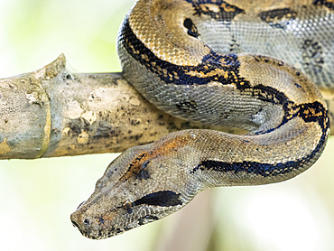 An adult Central American boa (Boa imperator) during the day, Caletas, Costa Rica, Central America