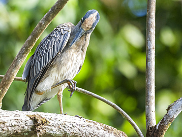 An adult yellow-crowned night heron (Nyctanassa violacea) along the shoreline at Playa Blanca, Costa Rica, Central America