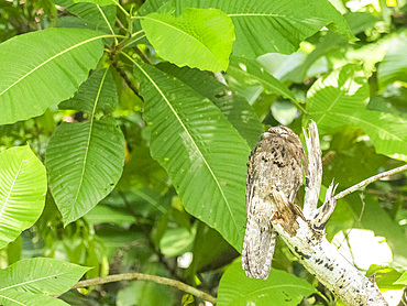 An adult common potoo (Nyctibius griseus) sleeping during the day at Playa Blanca, Costa Rica, Central America