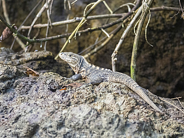 An adult black spiny-tailed iguana (Ctenosaura similis) basking in the sun, Caletas, Costa Rica, Central America