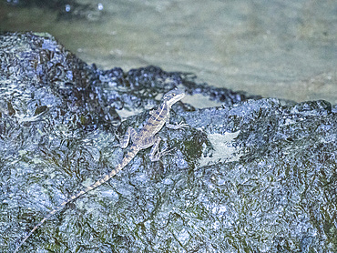 An adult female common basilisk (Basiliscus basiliscus) on a rock next to a stream in Caletas, Costa Rica, Central America