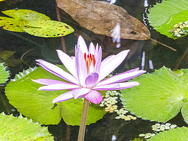 An Egyptian white water-lily (Nymphaea lotus) growing in the rainforest at Playa Blanca, Costa Rica, Central America